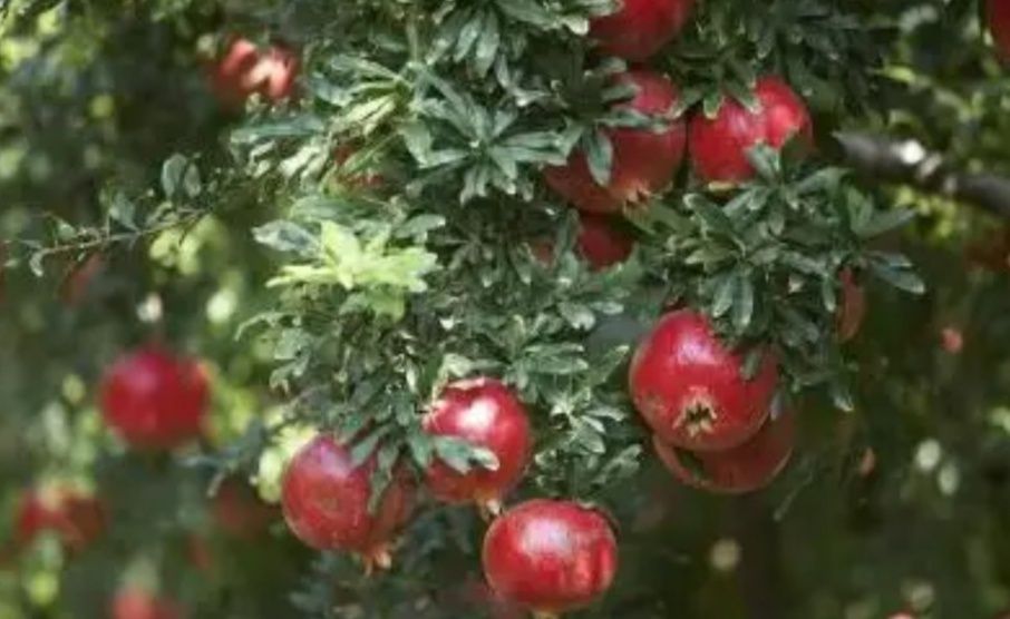 什么树是吉祥树,什么树寓意好又好养活