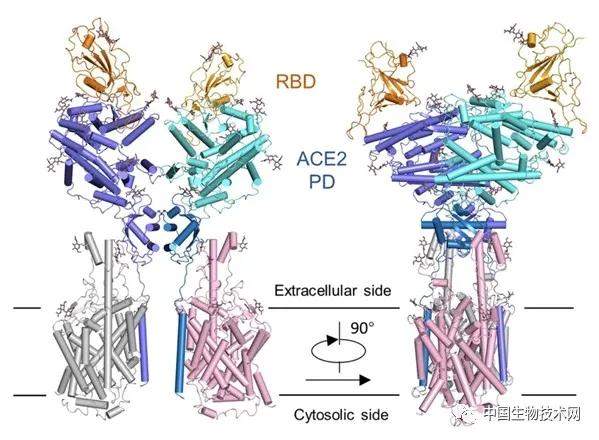 西湖大学新冠肺炎,中国新冠病毒夺去了多少人的生命