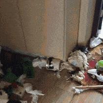 到底是养一只猫好还是养两只,养一只猫好一点还是两只猫好一点