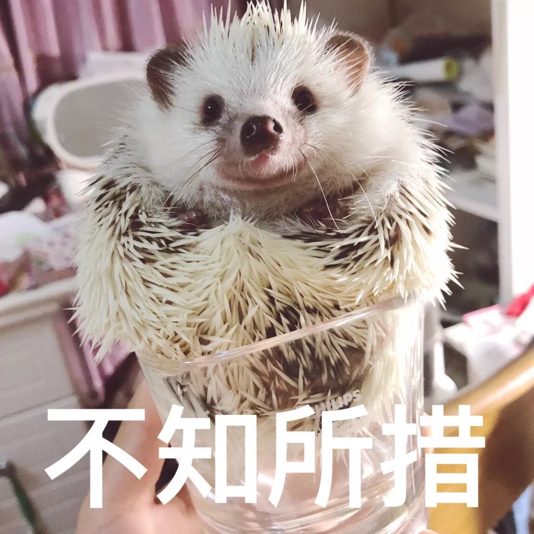 一只鸭子一万五元,一只鸭子一万多