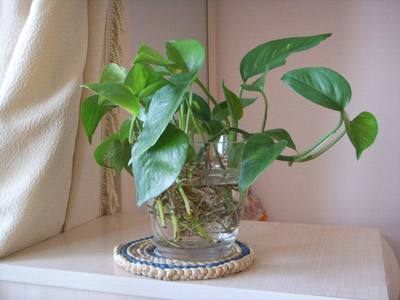 水培植物蚊虫怎么消灭,水培植物长蚊子怎么去除