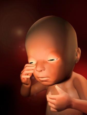 胎儿发育全过程标本,是否能看到胎儿的发育过程