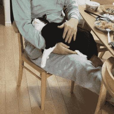 最好养的猫奶牛猫,奶牛猫受欢迎