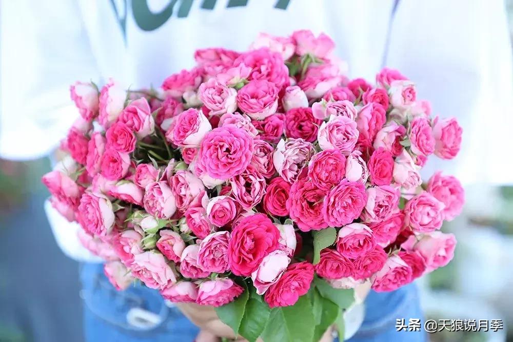 抗病性好的月季推荐,哪些月季品种抗病强