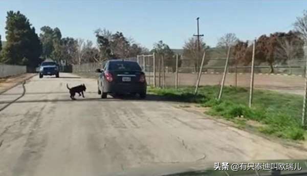 路边被主人遗弃的狗,流浪狗被投喂后跟车狂追后续