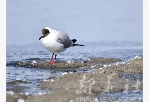 早安营口最新版,早安营口2020年1月19日