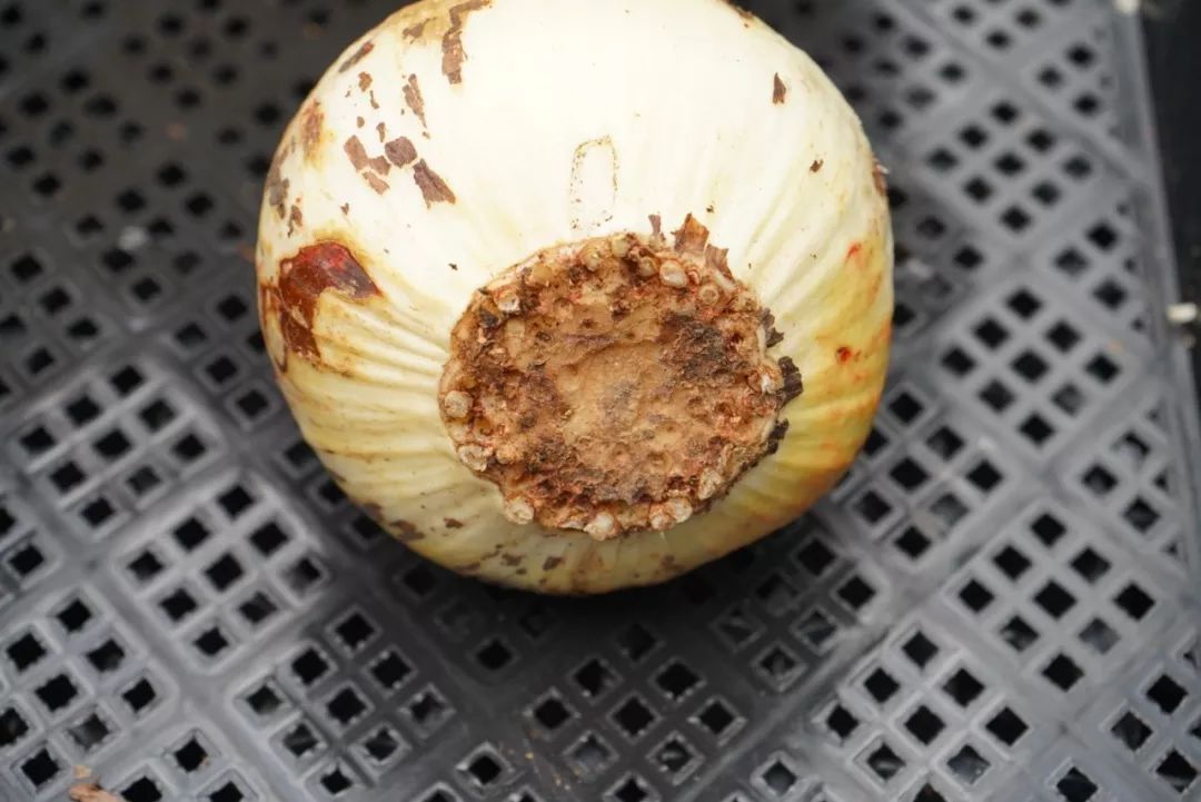 朱顶红为什么老是烂球,怎么才能让朱顶红不生小球