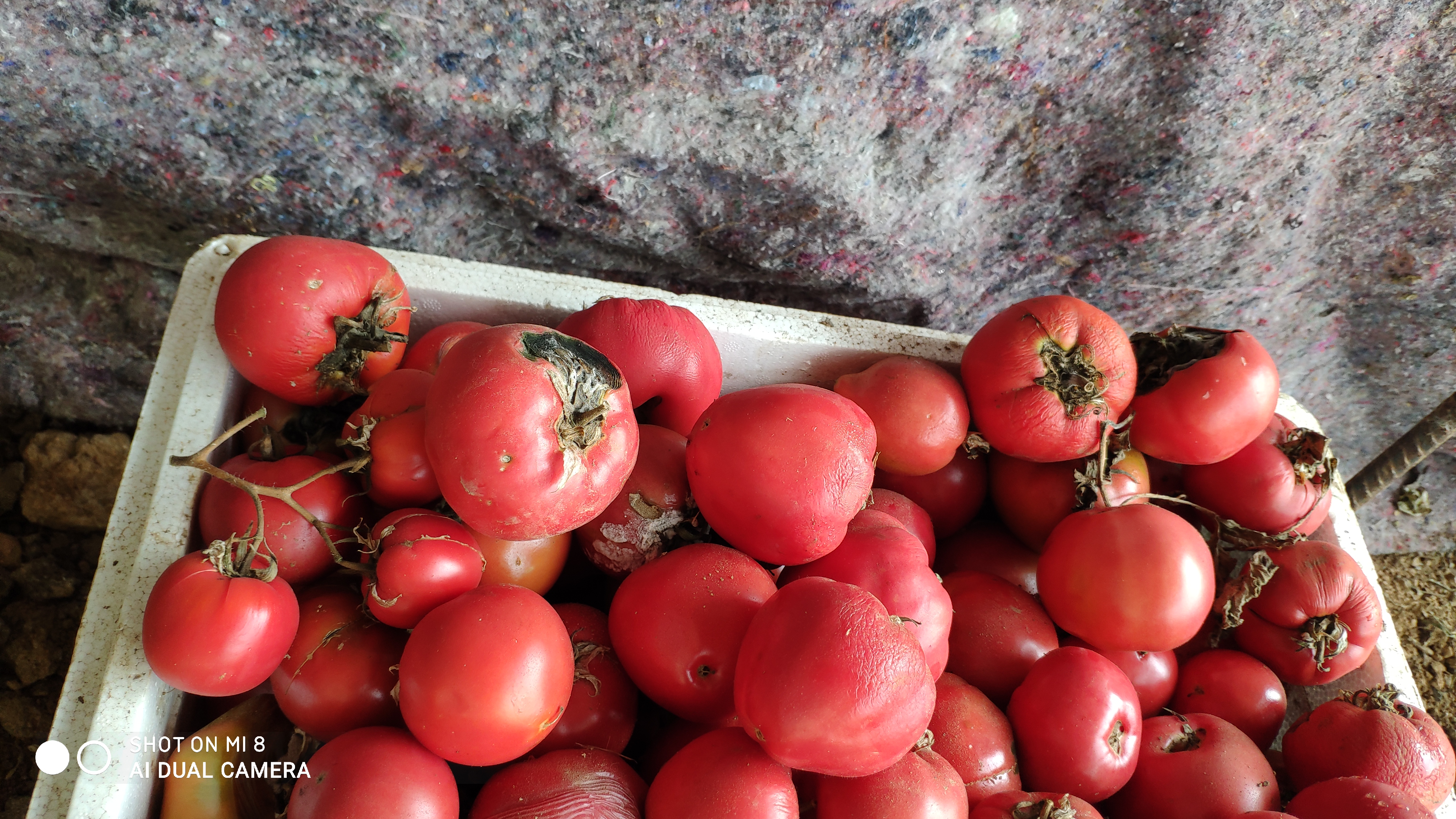 崂山水畔菜蔬鲜,黄石洞中书韵长