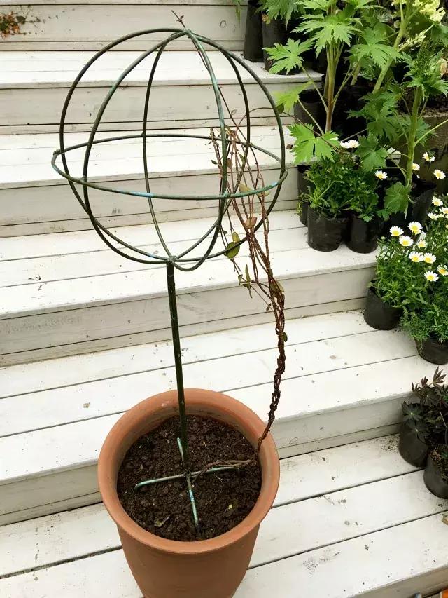 家庭棒棒糖花束制作教程,家庭园艺的制作方法