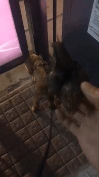 不能碰不能养不能吃的蜗牛,大蜗牛有毒千万不要碰