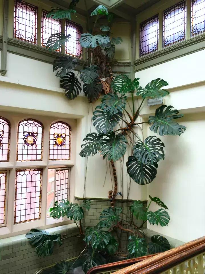 净化空气甲醛最怕的十种花,什么花草吸收甲醛最好还好养