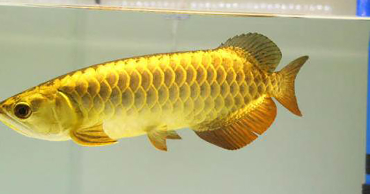 龙鱼幼鱼期怎么分辨金龙还是红龙,20公分龙鱼怎么区分金龙红龙