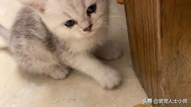 猫咪流眼泪很多其他都是正常的,猫咪为什么会无缘无故的流眼泪呢