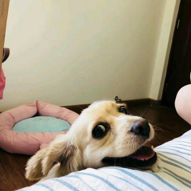 狗狗太粘人怎么办,狗狗一直喘气特别粘人是怎么回事