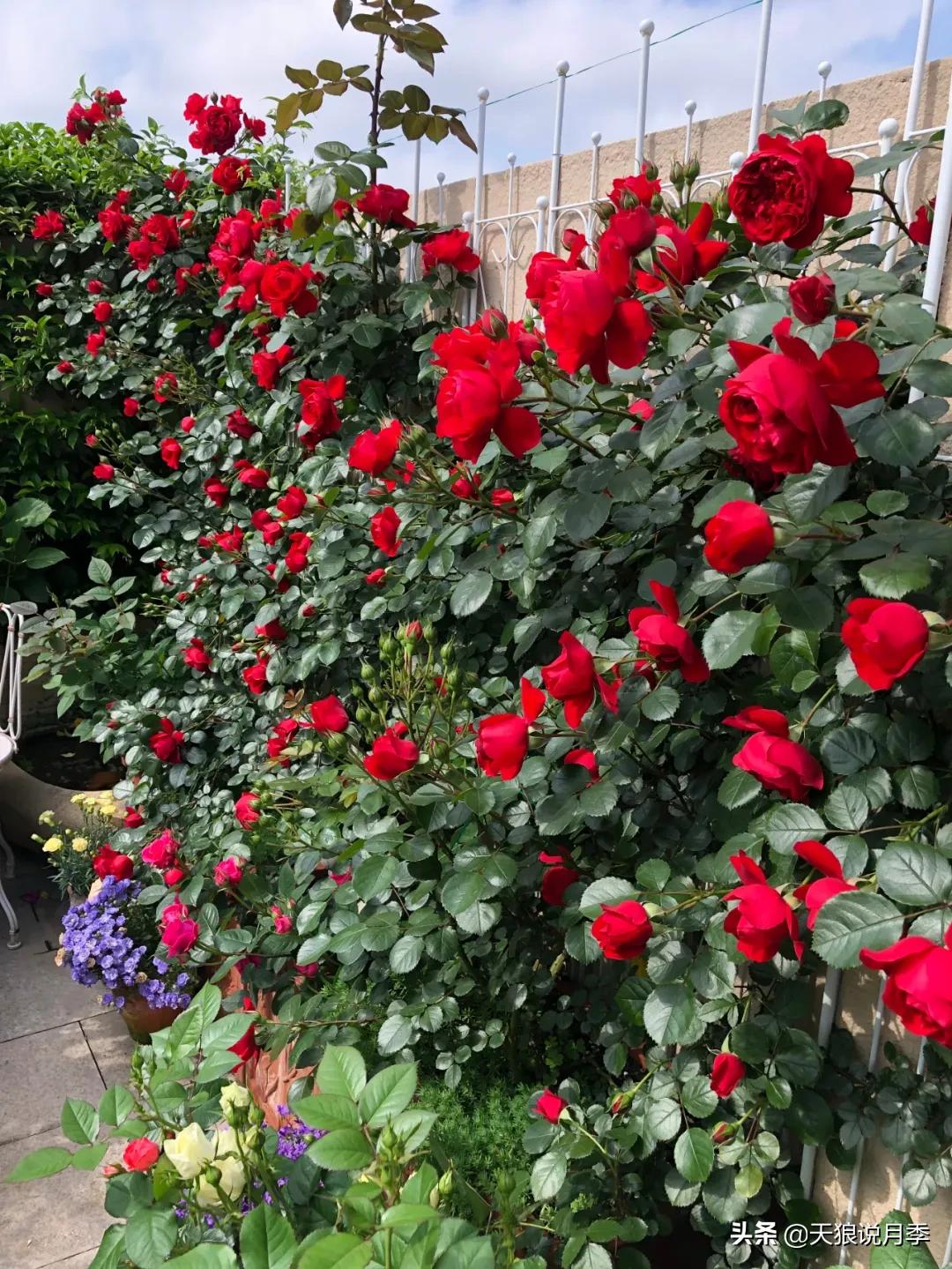 阳台还可以种植什么花种,阳台上也可以种出好看的花