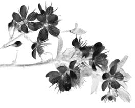 丰惠古镇的象棋趣事（上）