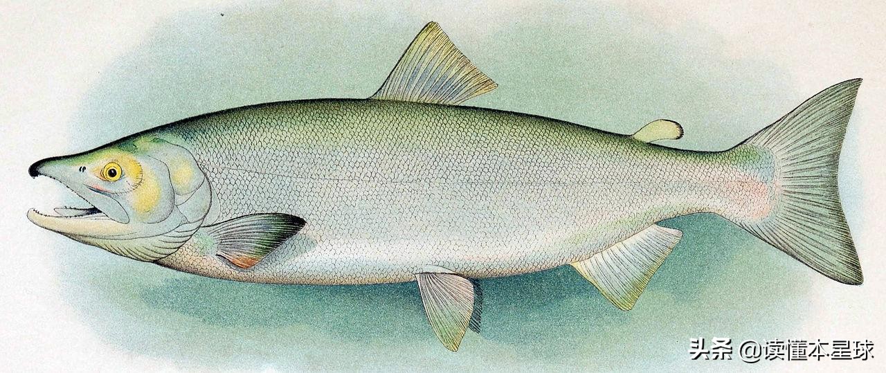 转基因鲑鱼,转基因大西洋鲑鱼