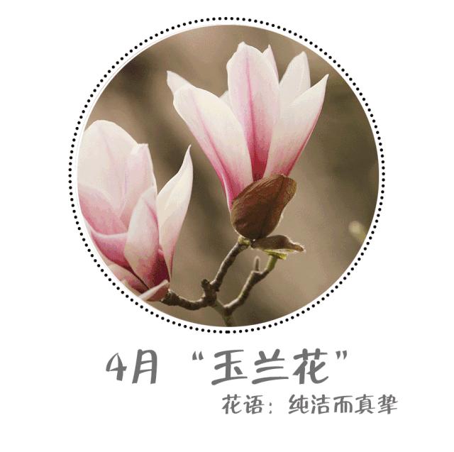 魔都四月赏花,魔都春季赏花好地方