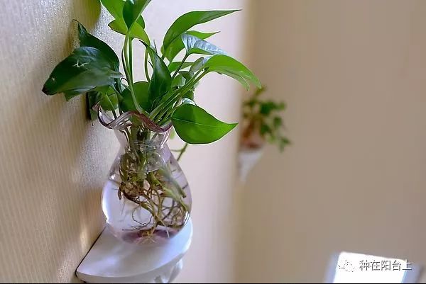 水培的花里面有青苔好么,水培绿植长青苔怎么解决