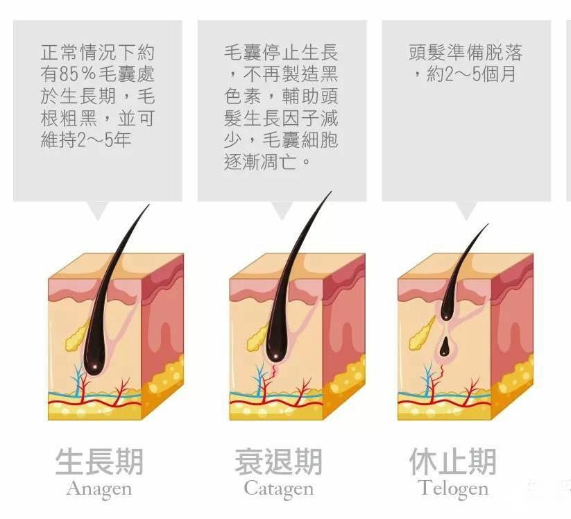 人类进化过程中为什么还有体毛,人类进化退化毛发