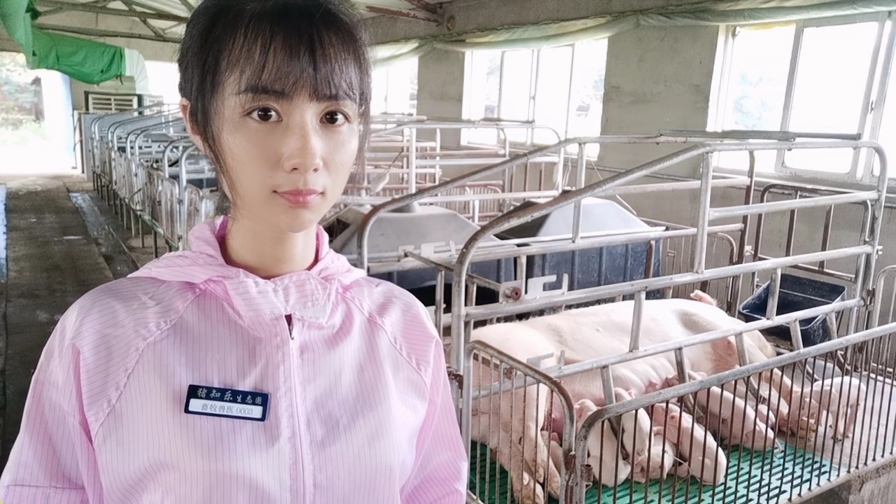 猪场管理实用技巧如何预防猪病,养猪疾病预防书籍