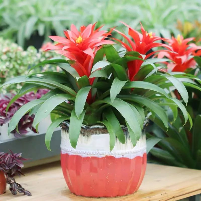 冬天一定要养的十种花,冬天养花养哪些植物好看