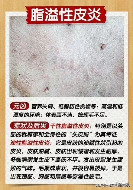 皮肤病狗狗的症状,皮肤病治疗狗狗