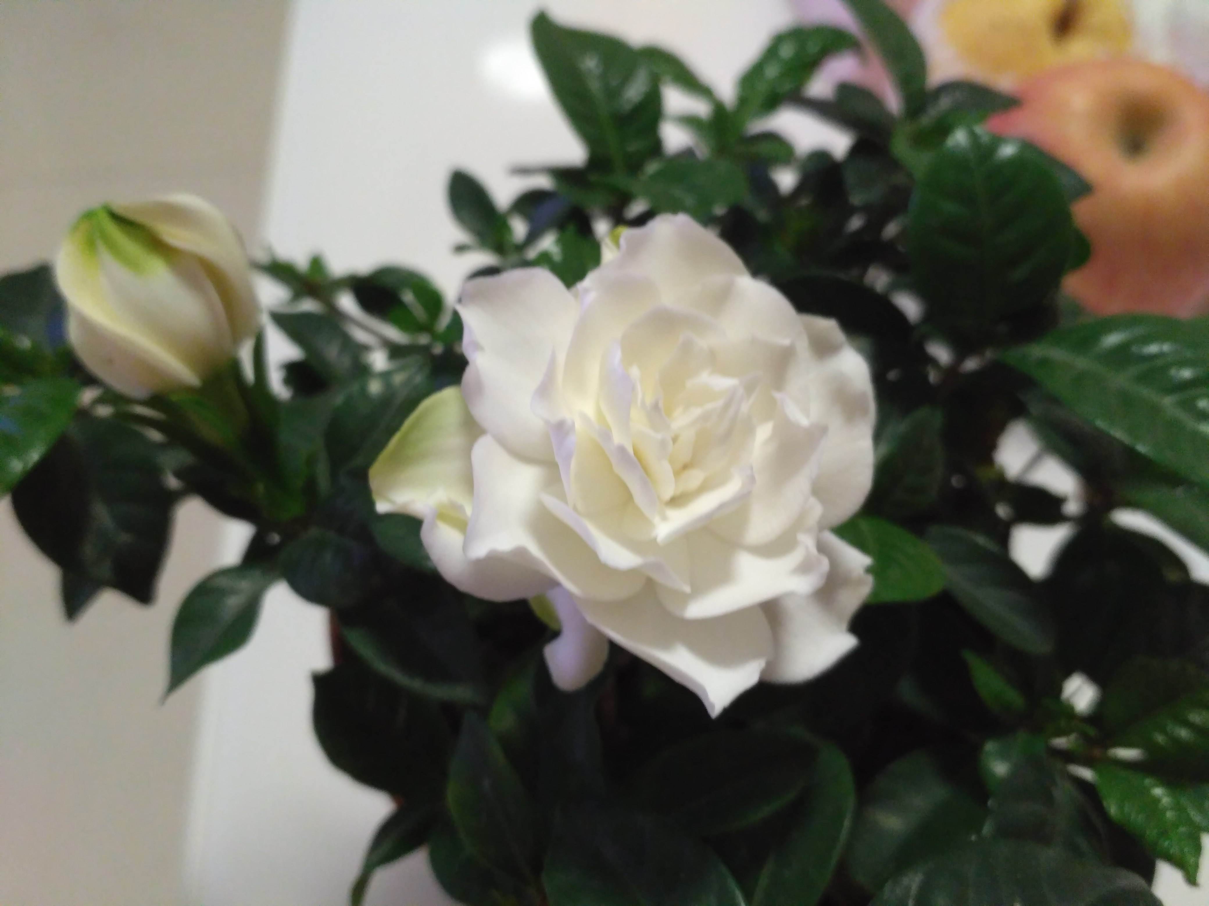 堪称开花机器的4种花,四季开花木本花卉盆栽有哪些品种