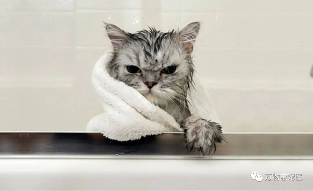 驱虫药跟驱虫针有什么区别,驱虫药内服和外用的区别