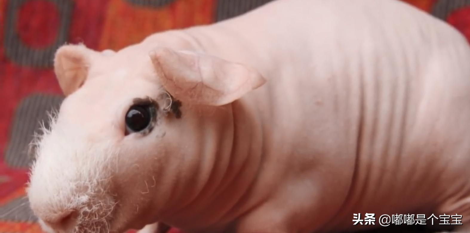 最恐怖的五种杂交生物,科学家搞出来的神奇杂交物种