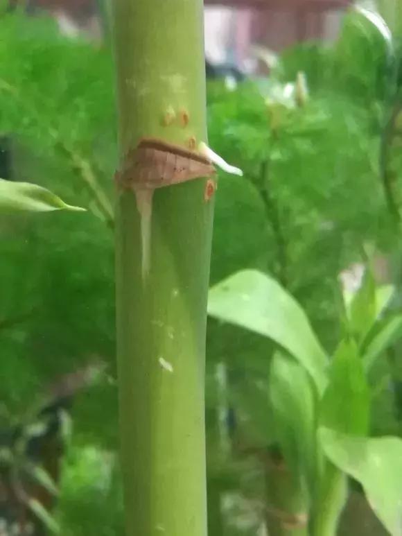 富贵竹黄叶不长根怎么回事,富贵竹黄叶不长根怎么办