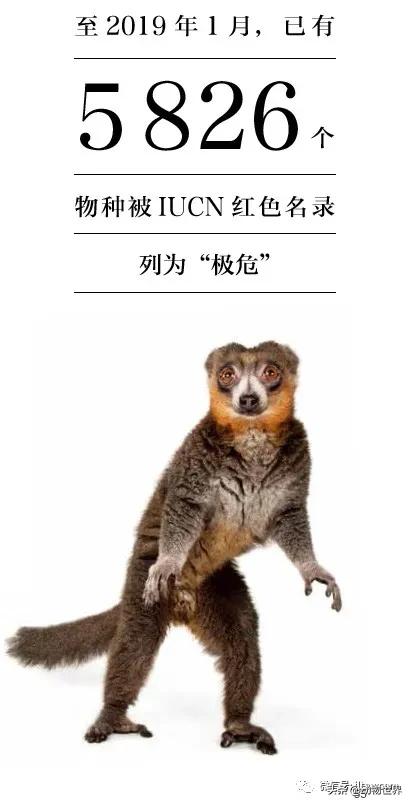 国际珍稀动物保护日-如何拯救那些正在从世界上逐渐消失的物种