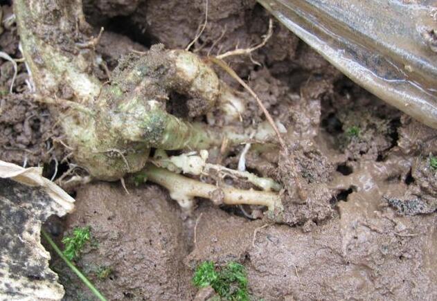 阿维菌素锦鲤杀虫连续杀几天,阿维菌素杀虫效果好吗