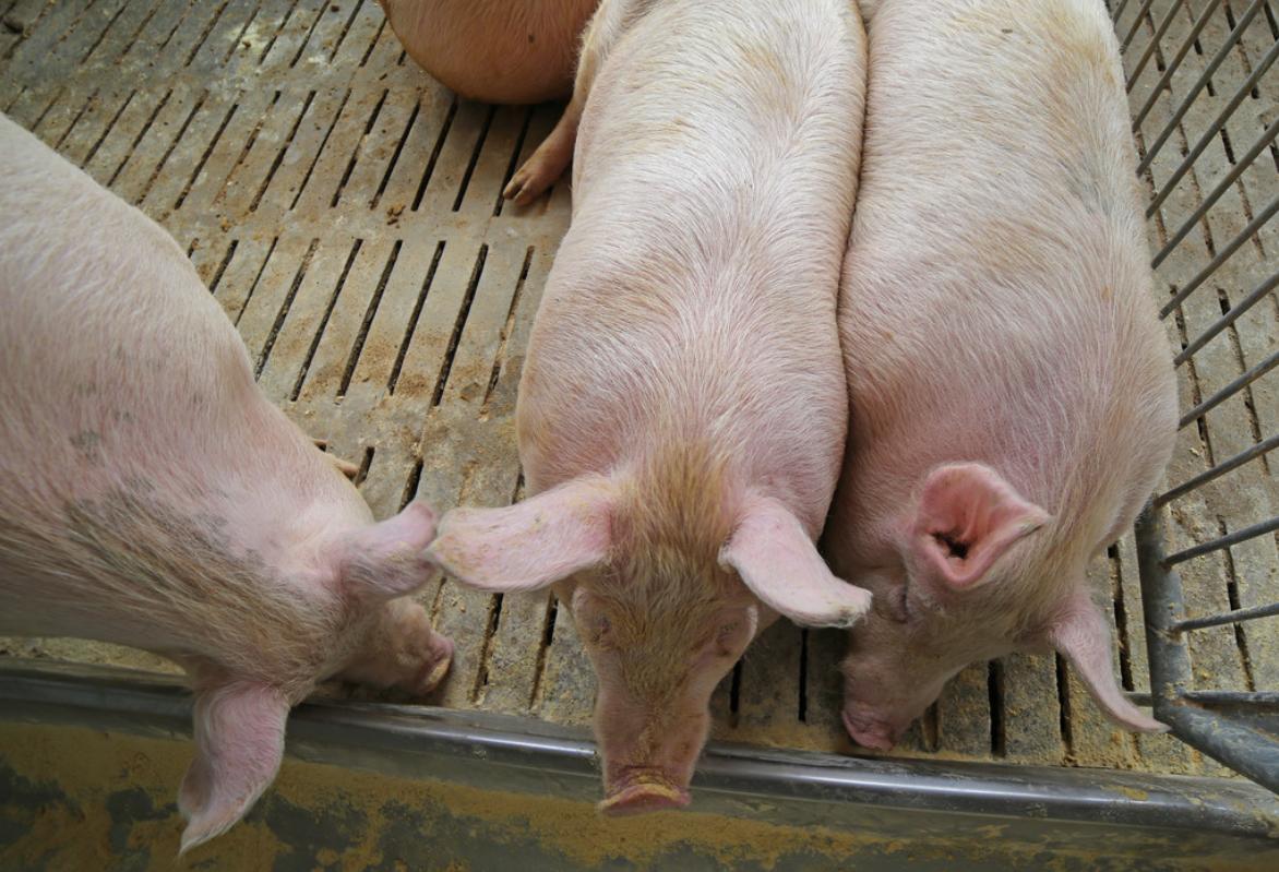 如何防治母猪蹄裂病?猪蹄裂病临床症状与防治措施介绍
