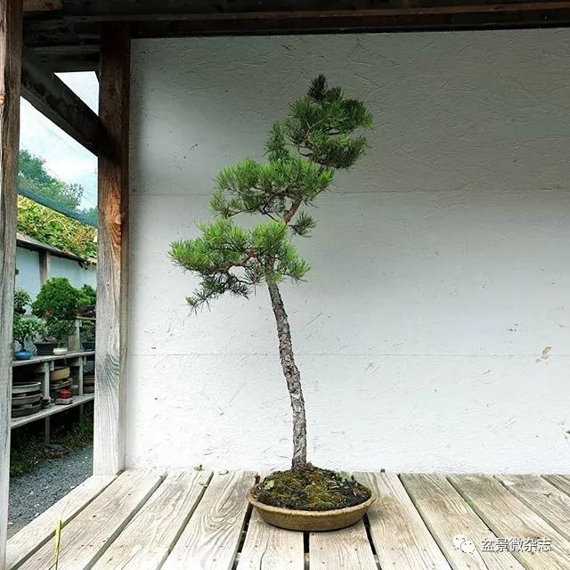 70岁开什么盆景店好,开个小盆景店好吗