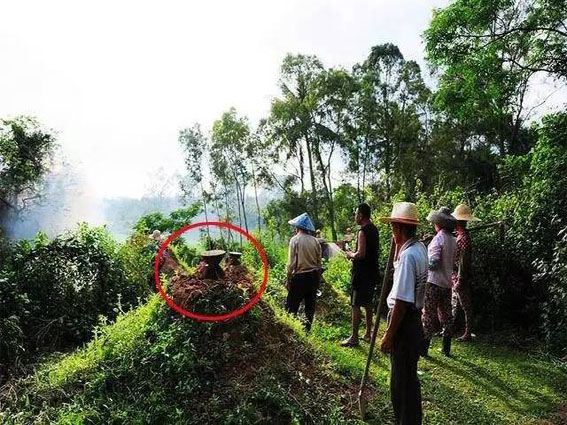 海南人李氏清明节扫墓风俗,海南人清明节扫墓吗