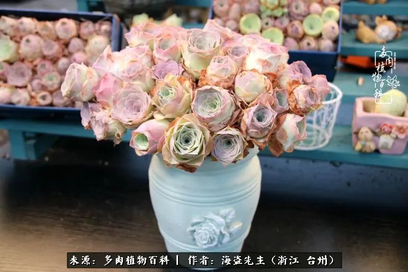 山地玫瑰养护顺口溜,山地玫瑰的养护种植注意事项视频