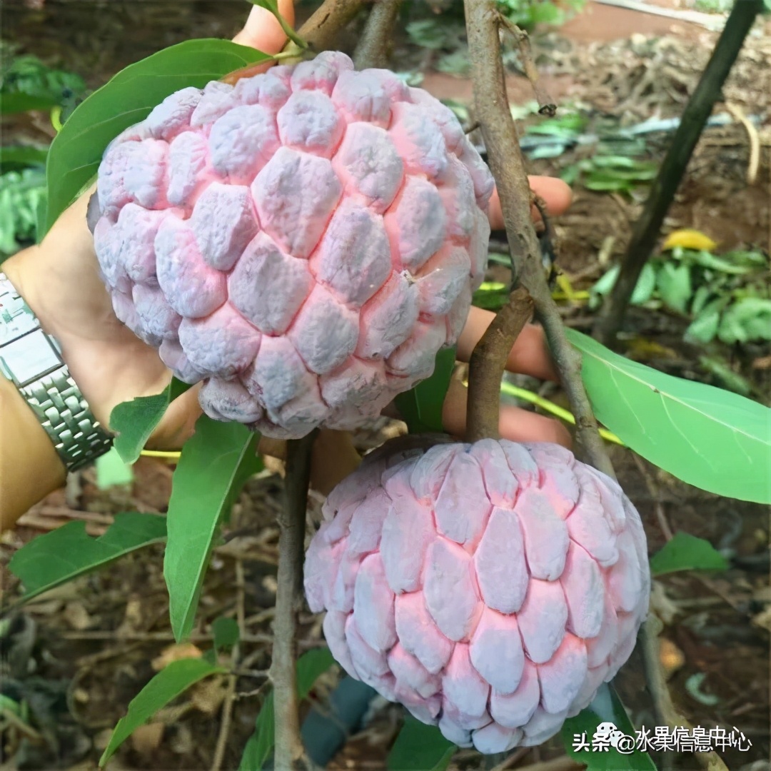 目前释迦最好的品种,粉色释迦