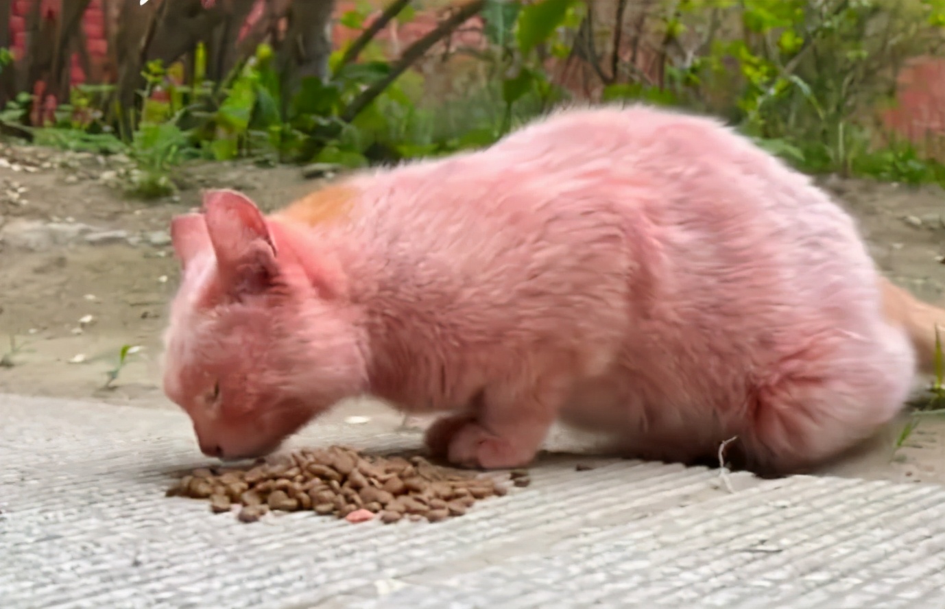 全球罕见足球猫冲上热搜，网友：指定染色！结果......哈哈哈哈