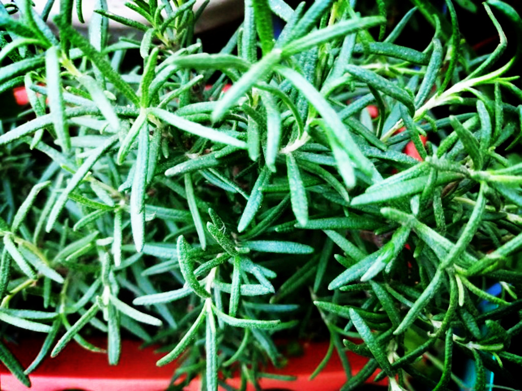 如何打造薰衣草花海,怎么制作薰衣草香氛