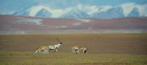 那曲锅庄舞,那曲鞋子店