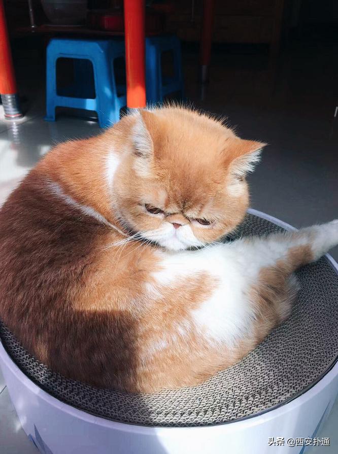 在西安给宠物看病凭什么这么贵