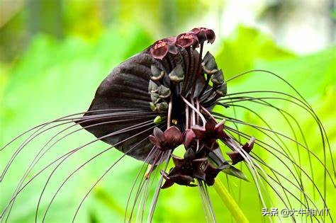 你认为花是什么样的,你认为花有它的价值吗