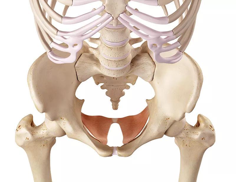 “啪啪啪”的玄机，原来在这块肌肉上