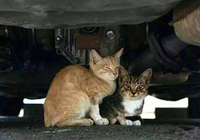 救助流浪猫不让刷礼物,救助流浪猫但是猫猫不动