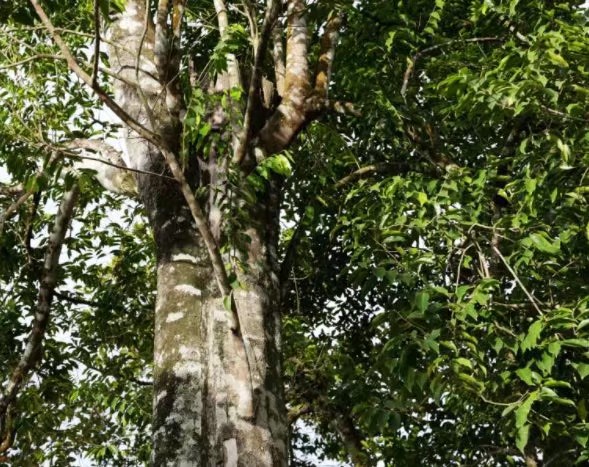 福缘园林沉香树,园林树木鉴赏