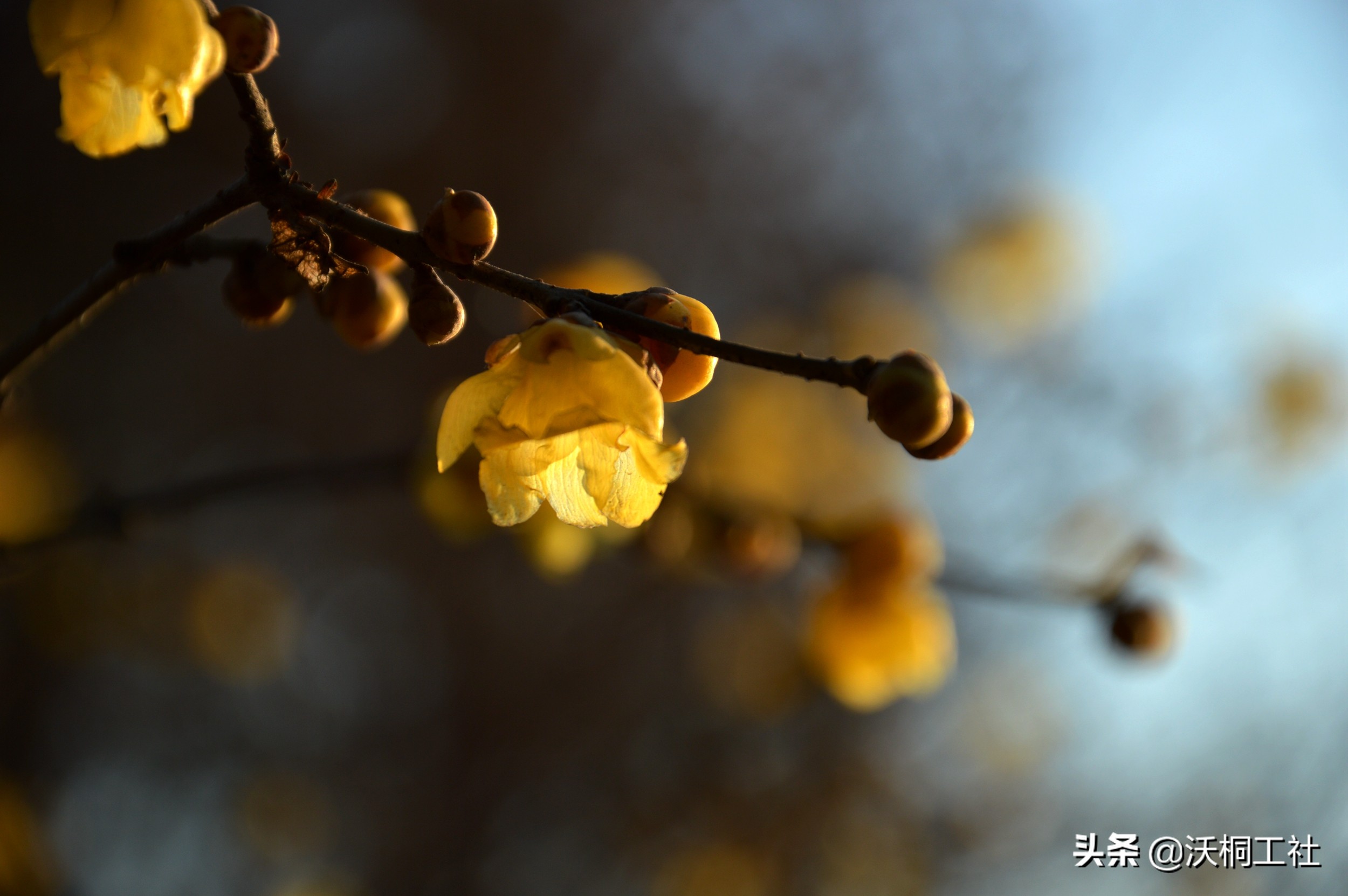 二十四节气花与诗感悟,二十四节气里的梅花诗句