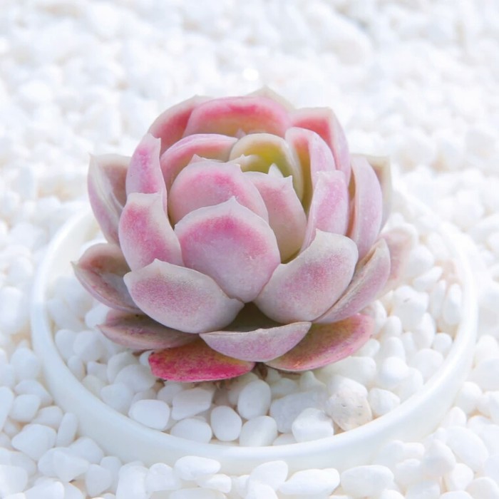 夏季养多肉就养冰莓，不休眠，不怕晒，越晒越香，状态还好