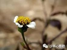 动物中药功效大全,中药药材大全及功效