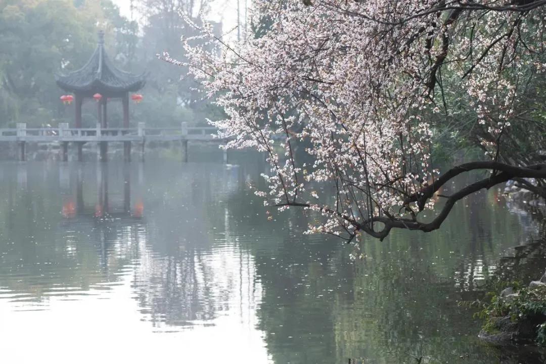 古猗园预约如何操作,古猗园预约入园